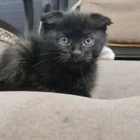 گربه اسکاتیش مو بلند|گربه|تبریز, |دیوار