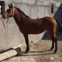 اسب سالم و سرحال|اسب و تجهیزات اسب‌سواری|نوبران, |دیوار