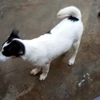 سگ ماده نژاد بومی واگذاری به شرط واکسن|سگ|رودسر, |دیوار