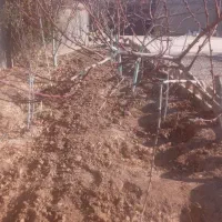 باغبانی و درختکاری، هرس کردن تیلر زدن کودوگل|خدمات باغبانی و درختکاری|مشهد, احمدآباد|دیوار