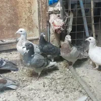 کفتر جوونه نر|پرنده|جلگه ماژان, |دیوار