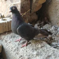 پنجتا کفتر روهم|پرنده|مرودشت, رودبال|دیوار