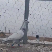 کبوتر گمشده