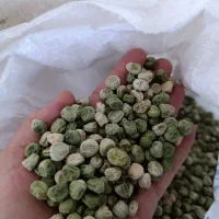 نخود فرنگی بذری