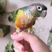 گرینچیک نر سخنگو