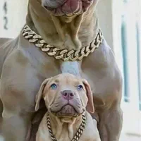 سگ پیت بول توله