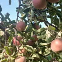 سیب لبنانی قرمزمیانکوه درگزروستای دهشت ک40هزار|خوردنی و آشامیدنی|مشهد, حسابی جنوبی (شهرک غرب)|دیوار