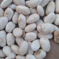 فروش لوبیا عمده وخورده