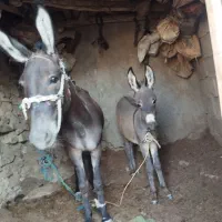 خر‌...|حیوانات مزرعه|کامیاران, |دیوار