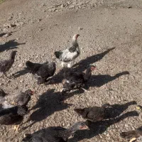 مرغوخروسلاریوبرهما|حیوانات مزرعه|لیلان, |دیوار