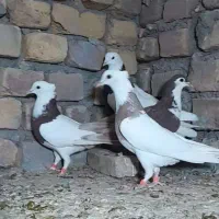 رنگه والمانی پرشی|پرنده|تربت‌حیدریه, پائین ولایت|دیوار