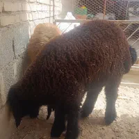 بره ماده