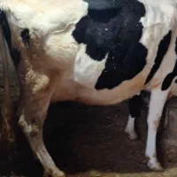 گاو هلشتاین اصیل