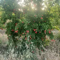 باغ انار ۴ ساله|فروش زمین و ملک کلنگی|فسا, |دیوار