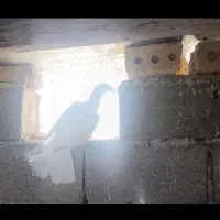 کبوتر سار جوجه