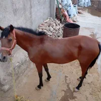 مادیان اصیل کرد|اسب و تجهیزات اسب‌سواری|خرم‌آباد, |دیوار