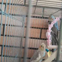 جوجه عروس هلندی