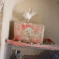 نر سفید مهر عالی زات نر خرقه زنجیره