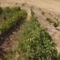 فروش ریشه انگور سیاه دیمی سردشت