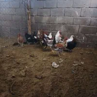 14عدد مرغ و خروس|حیوانات مزرعه|بردسیر, |دیوار