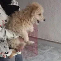 پاپی خوشکل اما بازیگوش