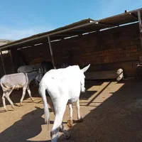 فروش الاغ صرفا به خاطر کمبود جا|حیوانات مزرعه|کرمانشاه, |دیوار