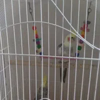 عروس هلندی جفت مولد نر سخنگو یه نر تکی|پرنده|تهران, میدان ولیعصر|دیوار