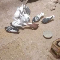 کبوترها همه سالم|پرنده|میان جلگه, |دیوار