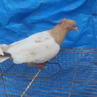 کبوتر سینه ای زرد ماده