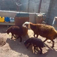 ۲راس میش افشاری بره دار