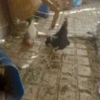 کفتر