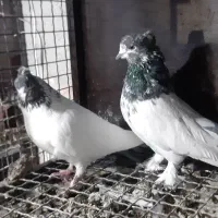 کبوتر|پرنده|رزن, |دیوار