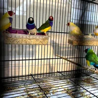 فنچ گلدین|پرنده|اصفهان, ملاصدرا|دیوار