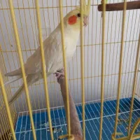 لوتینو ماده بسیار سالم و سرحال|پرنده|نجف‌آباد, ویلاشهر|دیوار