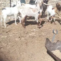 بز فروشی|حیوانات مزرعه|بردسکن, |دیوار