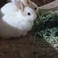 خرگوش خانگی