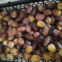 پاچوش کبکاب و برحی