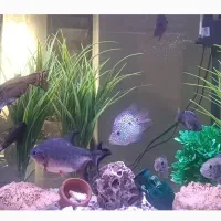 آکواریوم شرکتی شیشه خم دردار درحدنو با کلی وسیله .