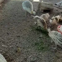جوجه طاووس مصری اصل،