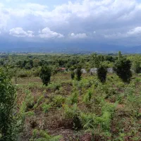 زمین باغی واقع دربام سبز کومله