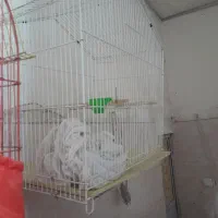 قفس بزرگ،سالم،بالوازم،پاکدشت