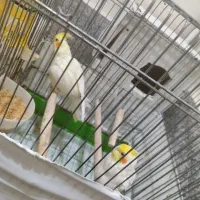 عروس هلندی مولد با دوتا جوجه