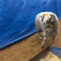 قوچ ترکی روز گاری سوز