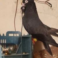 زاغ ابادانی|پرنده|نورآباد ممسنی, |دیوار