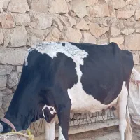 گاو دو رگه با گوساله نر|حیوانات مزرعه|مسجد سلیمان, |دیوار