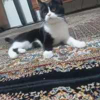واگذاری گربه خانگی
