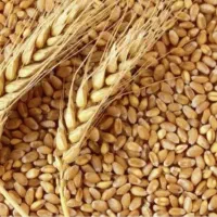 بذر گندم جام (دیمی)