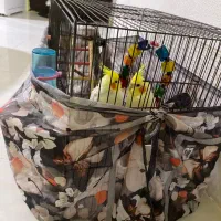 جفت عروس هلندی