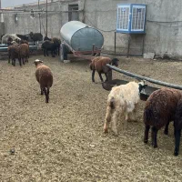 حیوانات مزرعه|حیوانات مزرعه|حسن آباد, |دیوار