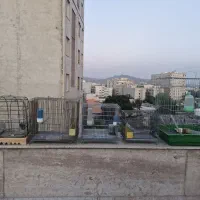 قفس پرنده سهره و طوطی